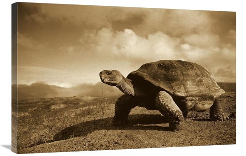 Global Gallery GCS-453672-2436-142 24 x 36 in. Galapagos Giant Tortois