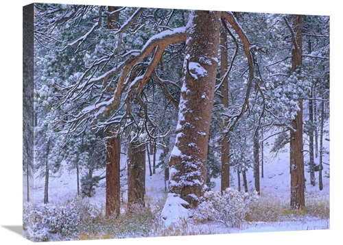 Global Gallery GCS-397005-1824-142 18 x 24 in. Ponderosa Pine Trees Af