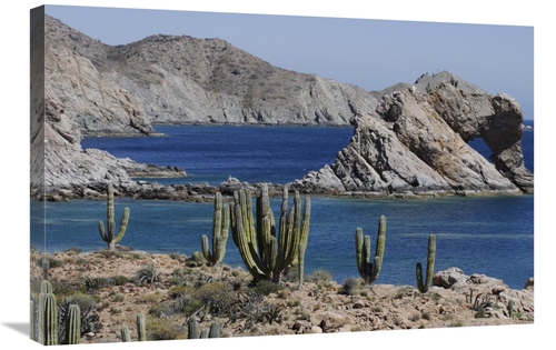 Global Gallery GCS-397721-2030-142 20 x 30 in. Cardon Cacti, Santa