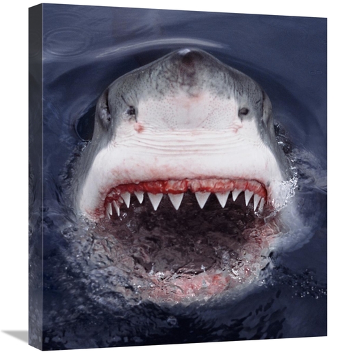 Global Gallery GCS-397965-22-142 22 in. Great White Shark At Surface&#