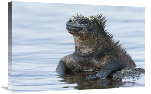 Global Gallery GCS-395628-2030-142 20 x 30 in. Marine Iguana on Rock i