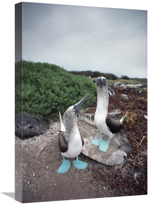 Global Gallery GCS-451782-1624-142 16 x 24 in. Blue-Footed Booby Pair 