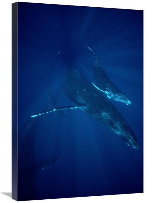 Global Gallery GCS-450574-2030-142 20 x 30 in. Humpback Whale Mother &