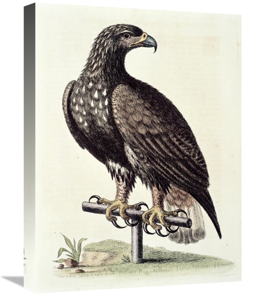 Global Gallery GCS-277467-22-142 22 in. White-Tailed Eagle From Hudson