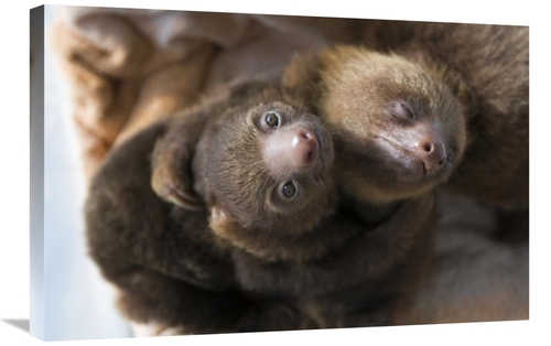 Global Gallery GCS-395858-2030-142 20 x 30 in. Hoffmanns Two-Toed Slot