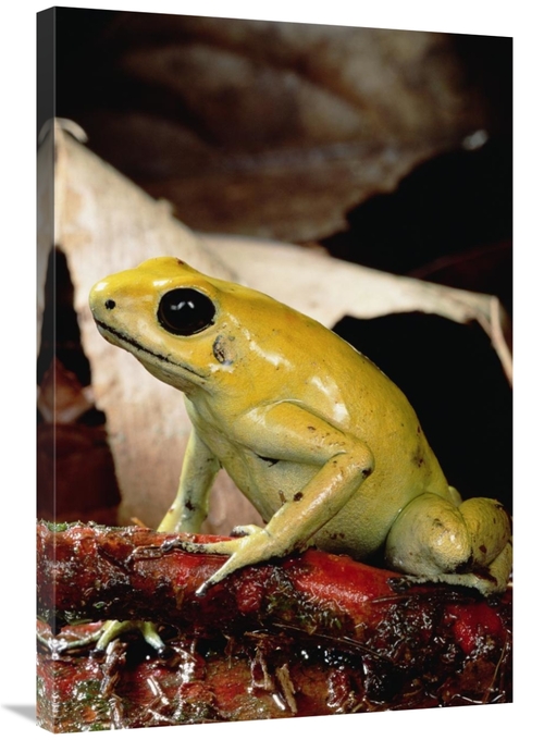 Global Gallery GCS-450755-2436-142 24 x 36 in. Golden Poison Dart Frog