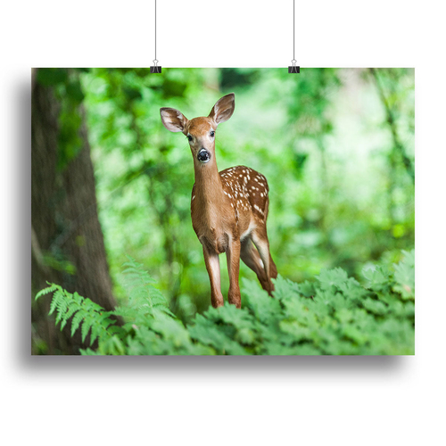 Deer In The Forest Canvas Print or Poster