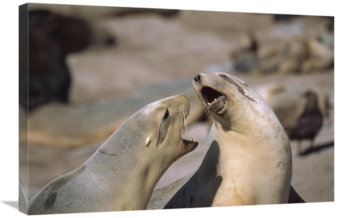 Global Gallery GCS-451828-2030-142 20 x 30 in. Hookers Sea Lion Female