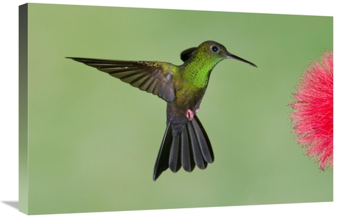 Global Gallery GCS-397335-2030-142 20 x 30 in. Red-Footed Plumeleteer 