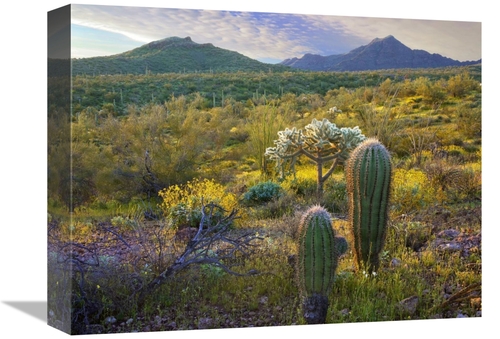 Global Gallery GCS-396896-1216-142 12 x 16 in. Ajo Mountains, Orga