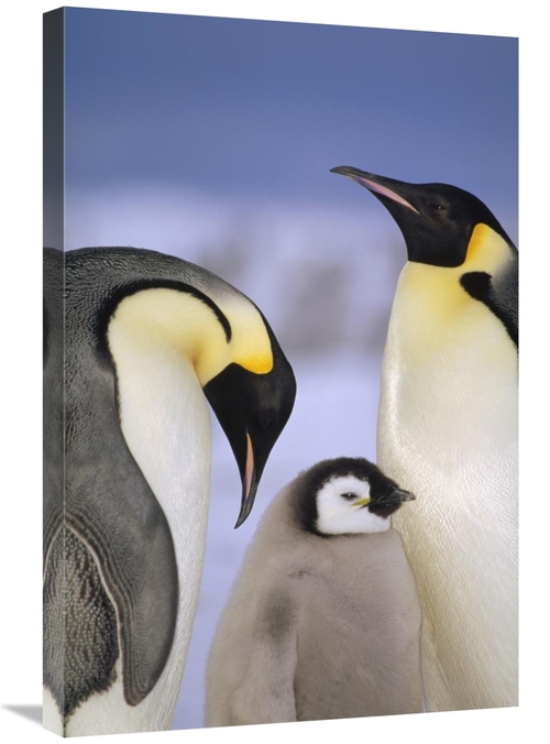 Global Gallery GCS-395652-2030-142 20 x 30 in. Emperor Penguin Pair wi