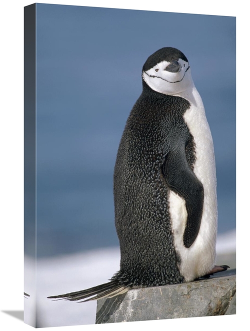 Global Gallery GCS-451287-1624-142 16 x 24 in. Chinstrap Penguin, 