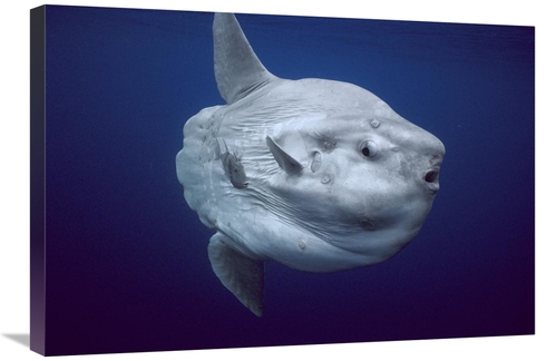 Global Gallery GCS-453551-2030-142 20 x 30 in. Ocean Sunfish Portrait&