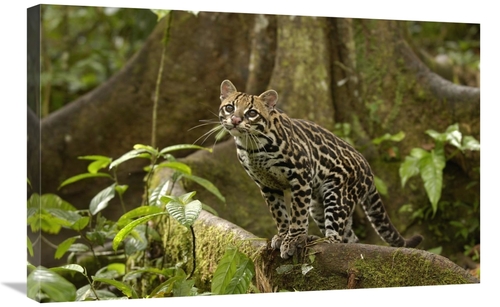 Global Gallery GCS-453160-2030-142 20 x 30 in. Ocelot Standing on Butt