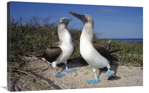 Global Gallery GCS-451382-2436-142 24 x 36 in. Blue-Footed Booby Pair 