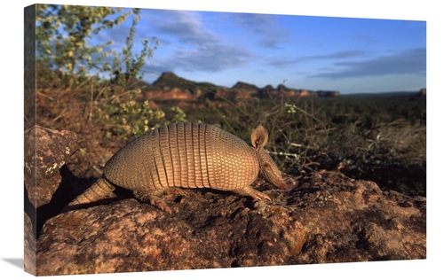 Global Gallery GCS-453123-2030-142 20 x 30 in. Seven-Banded Armadillo&