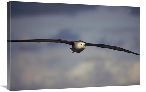 Global Gallery GCS-451368-2436-142 24 x 36 in. Waved Albatross Flying&