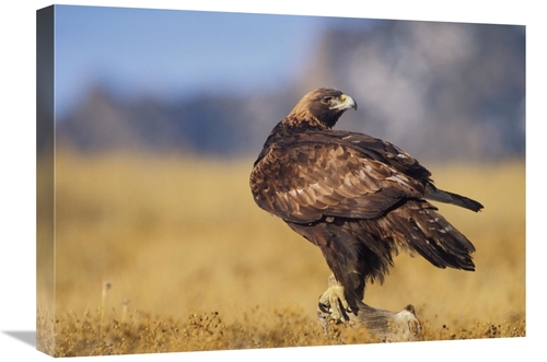 Global Gallery GCS-396094-1824-142 18 x 24 in. Golden Eagle on A Snag&