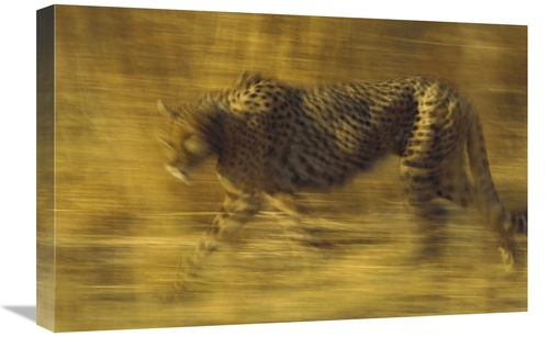 Global Gallery GCS-396184-1624-142 16 x 24 in. Cheetah Running Through
