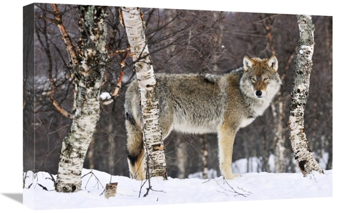 Global Gallery GCS-395683-1624-142 16 x 24 in. Gray Wolf in the Woods&