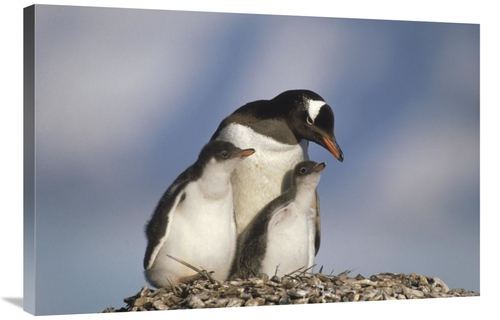 Global Gallery GCS-452913-2436-142 24 x 36 in. Gentoo Penguin Parent w