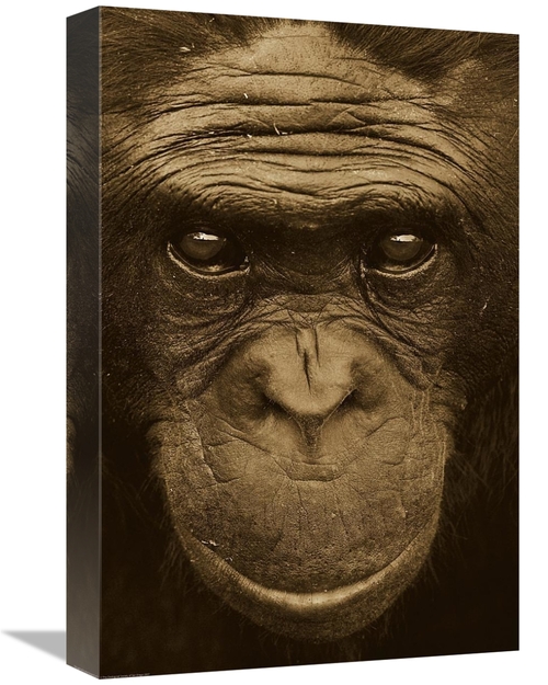 Global Gallery GCS-453670-1218-142 12 x 18 in. Bonobo Portrait, Na