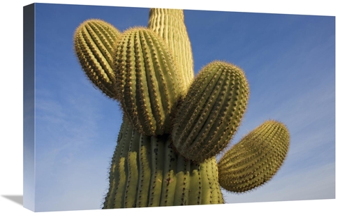 Global Gallery GCS-395311-1624-142 16 x 24 in. Saguaro Cactus, Sag