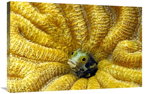 Global Gallery GCS-397589-2436-142 24 x 36 in. Secretary Blenny Peekin