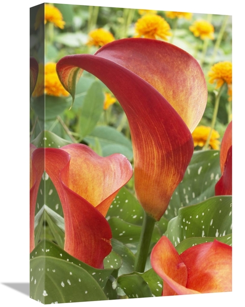 Global Gallery GCS-398394-1218-142 12 x 18 in. Calla Lily Captain Safa