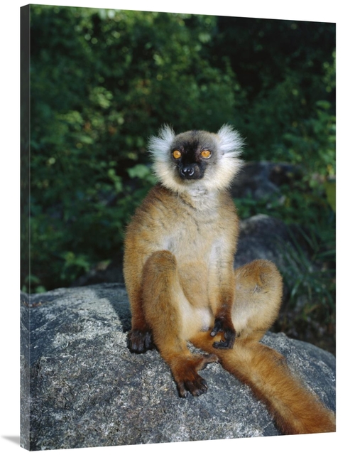 Global Gallery GCS-452655-3040-142 30 x 40 in. Black Lemur Female,