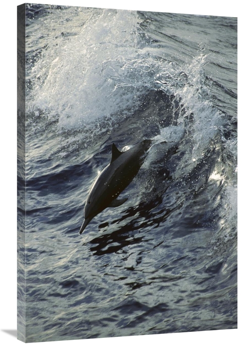 Global Gallery GCS-395650-2436-142 24 x 36 in. Spinner Dolphin Jumping