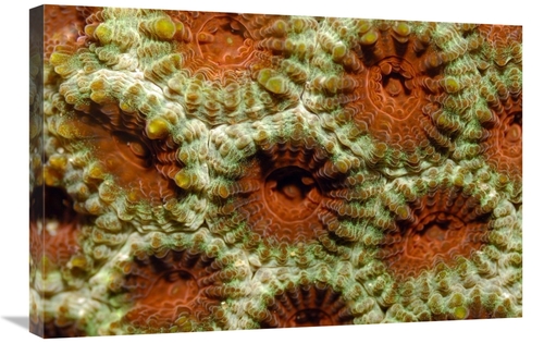 Global Gallery GCS-397581-2030-142 20 x 30 in. Stone Coral Detail,