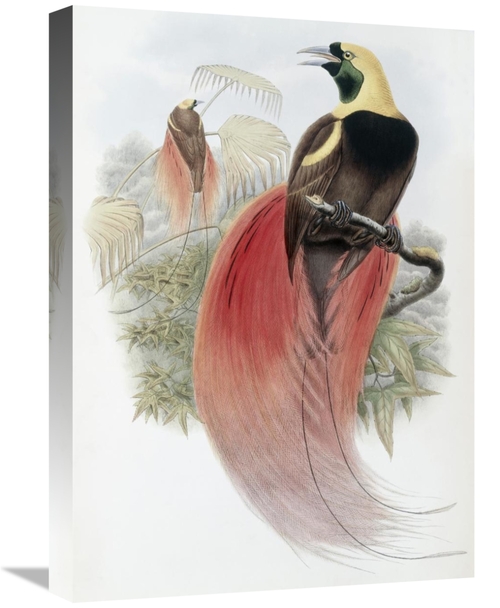 Global Gallery GCS-277771-22-142 22 in. Marquis De Raggis Bird of Para