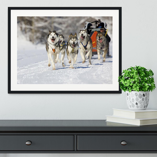 Musher hiding behind sleigh at sled dog race Framed Print