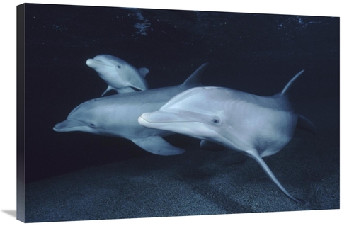 Global Gallery GCS-450661-2436-142 24 x 36 in. Bottlenose Dolphin Unde