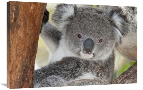 Global Gallery GCS-395603-2436-142 24 x 36 in. Koala, Victoria&#44