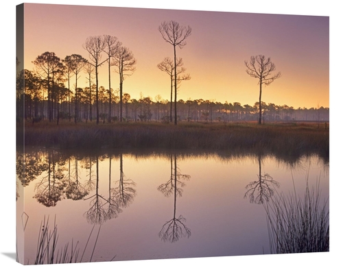 Global Gallery GCS-396318-36-142 36 in. Pineland at Piney Point Near H