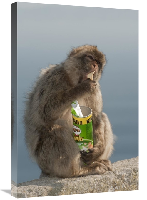 Global Gallery GCS-397941-2030-142 20 x 30 in. Barbary Macaque Eating 