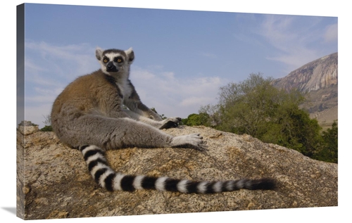 Global Gallery GCS-453260-2436-142 24 x 36 in. Ring-Tailed Lemur Portr