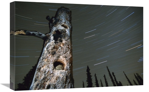 Global Gallery GCS-451931-1624-142 16 x 24 in. Northern Red-Backed Vol