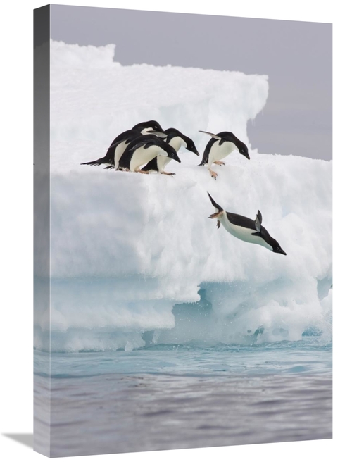 Global Gallery GCS-395822-1624-142 16 x 24 in. Adelie Penguin Diving O