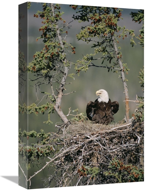 Global Gallery GCS-451902-1218-142 12 x 18 in. Bald Eagle Calling on N