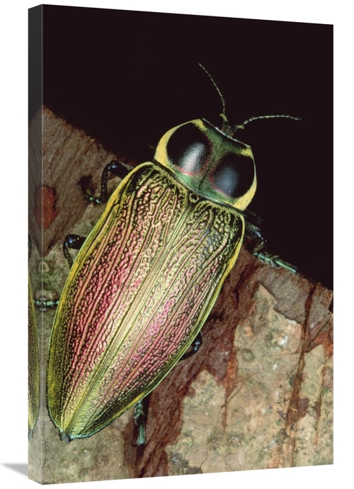 Global Gallery GCS-450948-2030-142 20 x 30 in. Metallic Wood-Boring Be