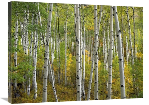 Global Gallery GCS-395982-2432-142 24 x 32 in. Aspen Trees in Fall,