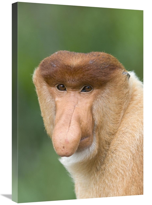 Global Gallery GCS-395806-2030-142 20 x 30 in. Proboscis Monkey Male&#