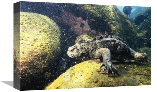 Global Gallery GCS-451237-1218-142 12 x 18 in. Marine Iguana Grazing o