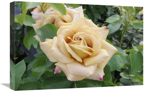 Global Gallery GCS-398358-1624-142 16 x 24 in. Rose Honey Dijon Variet