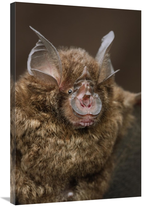 Global Gallery GCS-397574-2436-142 24 x 36 in. Bornean Horseshoe Bat&#