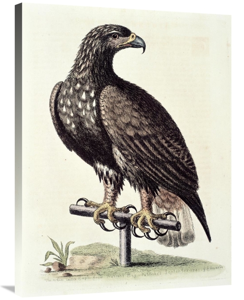 Global Gallery GCS-277467-36-142 36 in. White-Tailed Eagle From Hudson