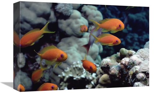 Global Gallery GCS-450613-1218-142 12 x 18 in. Anthias Near Sinai,